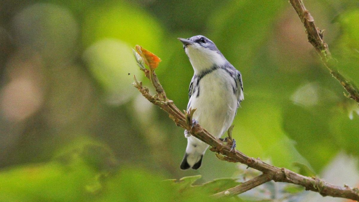 Reinita cerúlea (Setophaga cerulea) macho fotografiado en Costa Rica. Foto: cortesía Asociación Ambiental Cerúlea
