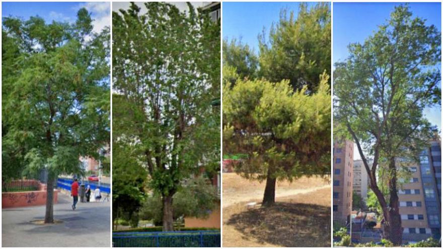 Nueva tala en Madrid: el Ayuntamiento echará abajo 674 árboles que suman 27.400 años en el soterramiento de la A-5