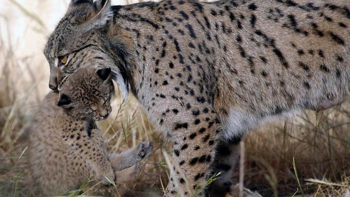 Archivo - Ejemplar de lince ibérico en una imagen de archivo.