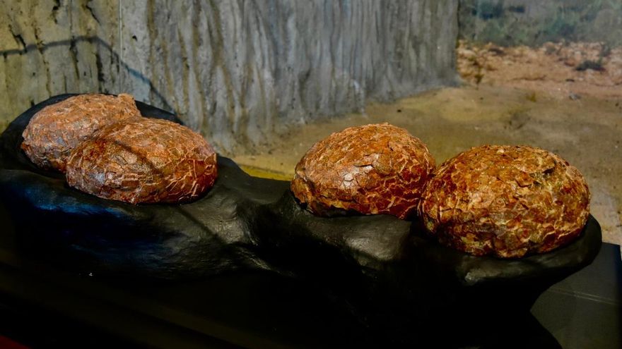 El Museo de Paleontología de Castilla-La Mancha expone los huevos de titanosaurio descubiertos en Guadalajara