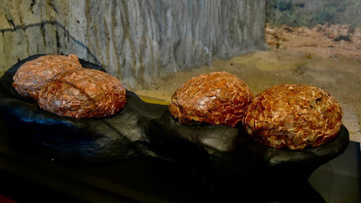 El Museo de Paleontología de Castilla-La Mancha expone los huevos de titanosaurio descubiertos en Guadalajara