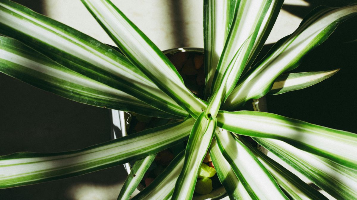 La cinta soporta despistes, crece sin problemas y, además, se multiplica sola.