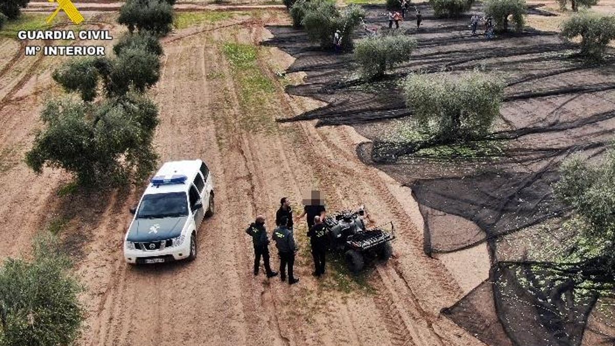 Foto de archivo, hecha desde un dron, con inspecciones en explotaciones de olivos