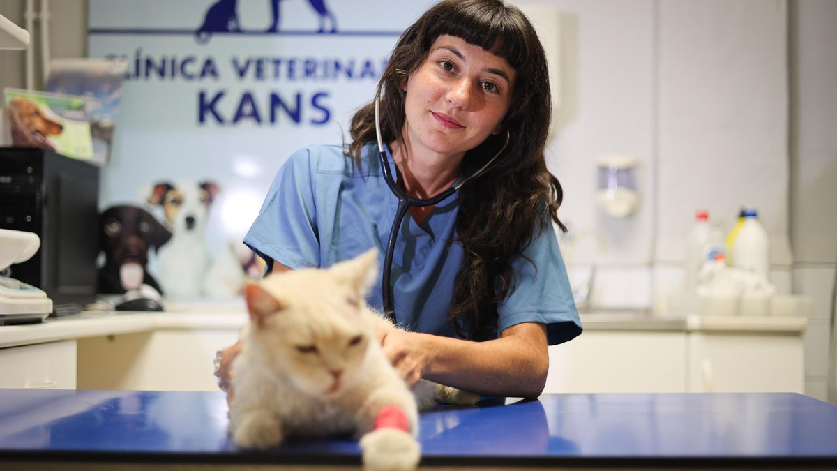 Sara atiende a un gato de una de sus pacientes en la clínica en la que trabaja.