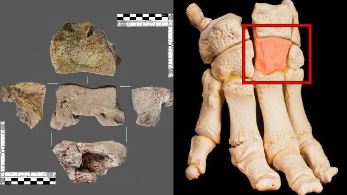 El hueso de elefante que apareció durante la excavación y que ha dado pie a este estudio.