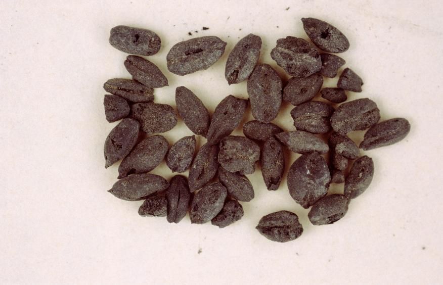 Granos carbonizados de trigo, cebada, lentejas y habas descubiertos en la Cueva del Tendal (Foto Juan Francisco Navarro Mederos y Ernesto Martín Rodríguez).