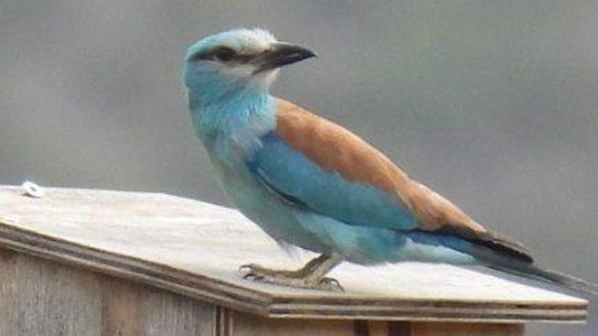 Carraca europea