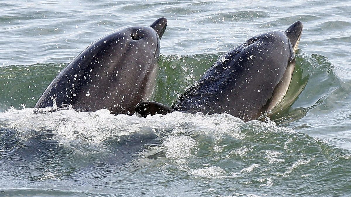 Imagen de archivo de unos delfines