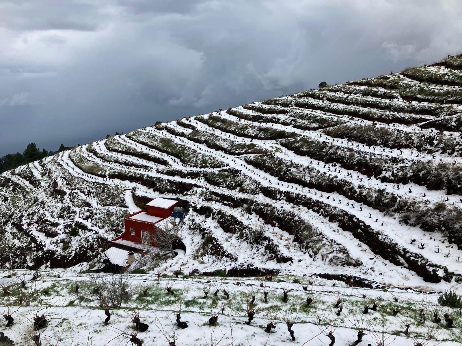 Zona de viñedos del municipio de Puntagorda  cubierta por la nieve y el granizo.