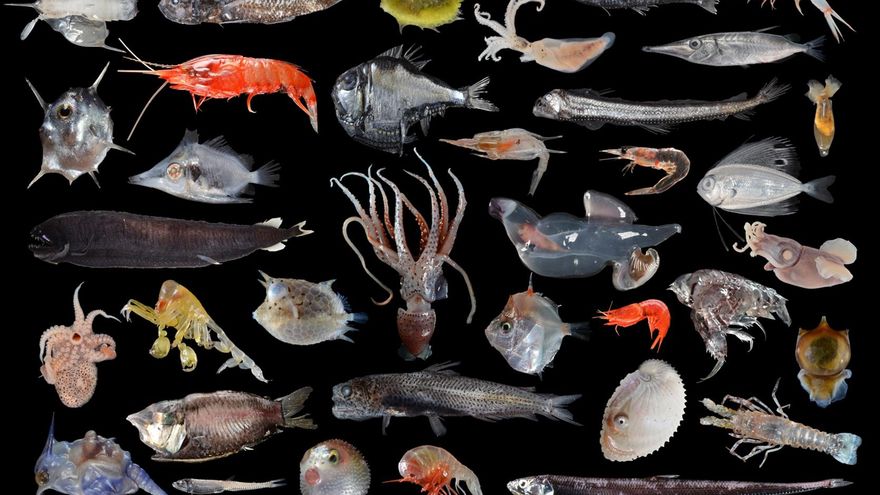 El calor extra retenido en la Tierra deteriora las profundidades del océano y eso afectará nuestra alimentación