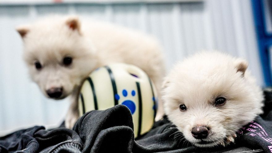 Ni son lobos gigantes ni la especie ha sido “desextinguida”: por qué el anuncio de Colossal es pura propaganda