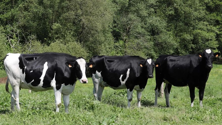 El precio de la leche repunta, pero los ganaderos asturianos producen menos