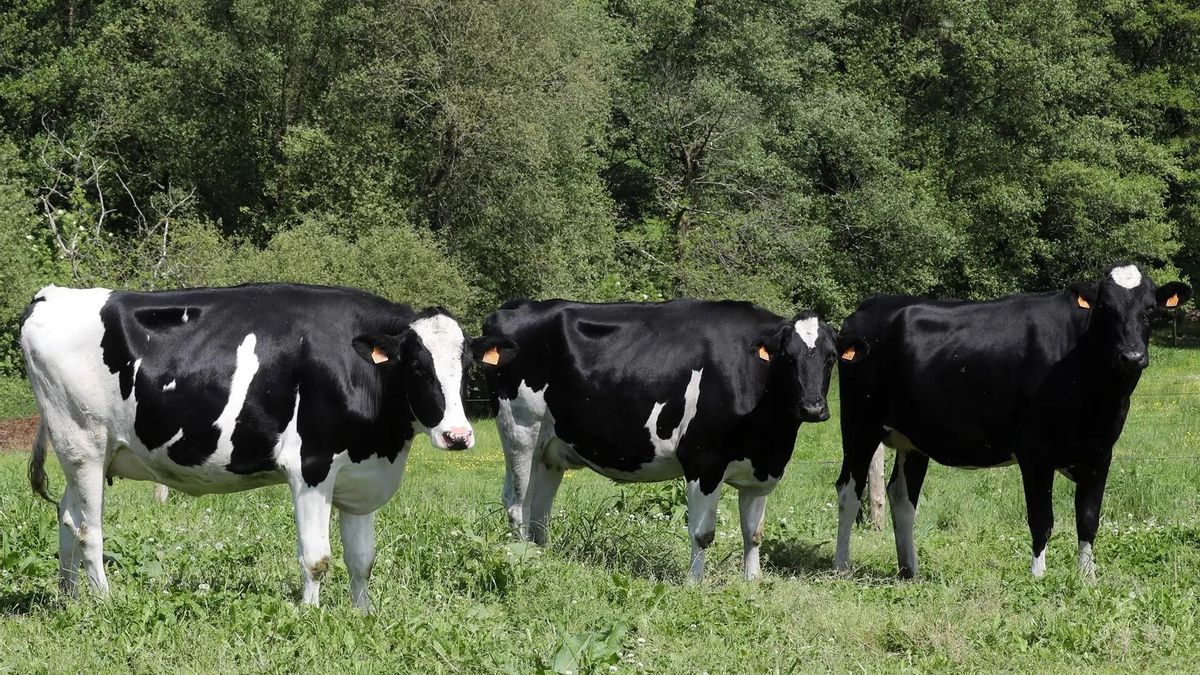 El precio de la leche repunta, pero los ganaderos asturianos producen menos