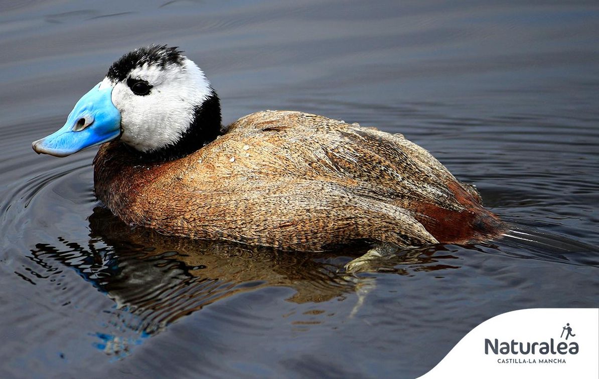 Malvasía cabeciblanca