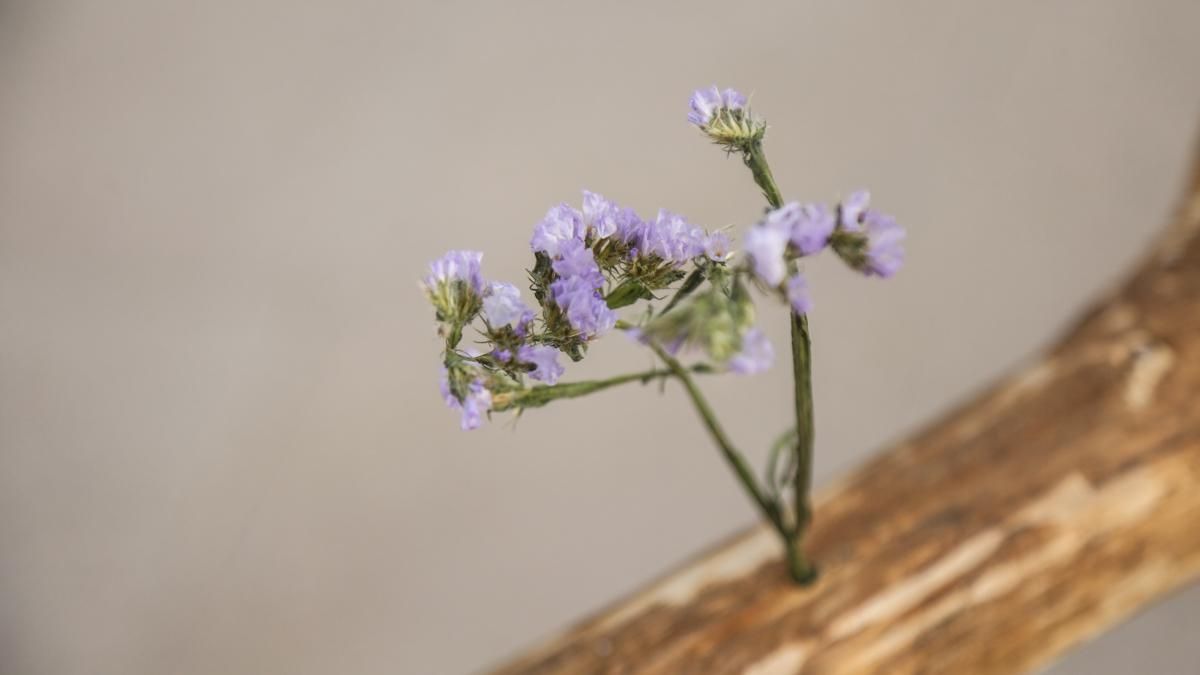 Flora 2025 - 'Arbor' (Museo Arqueológico)
