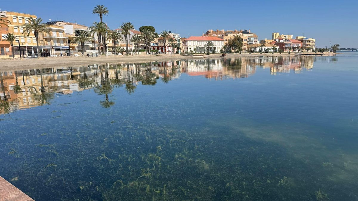 Manta de algas filamentosas que están ocupando todo el fondo del mar en esa misma zona