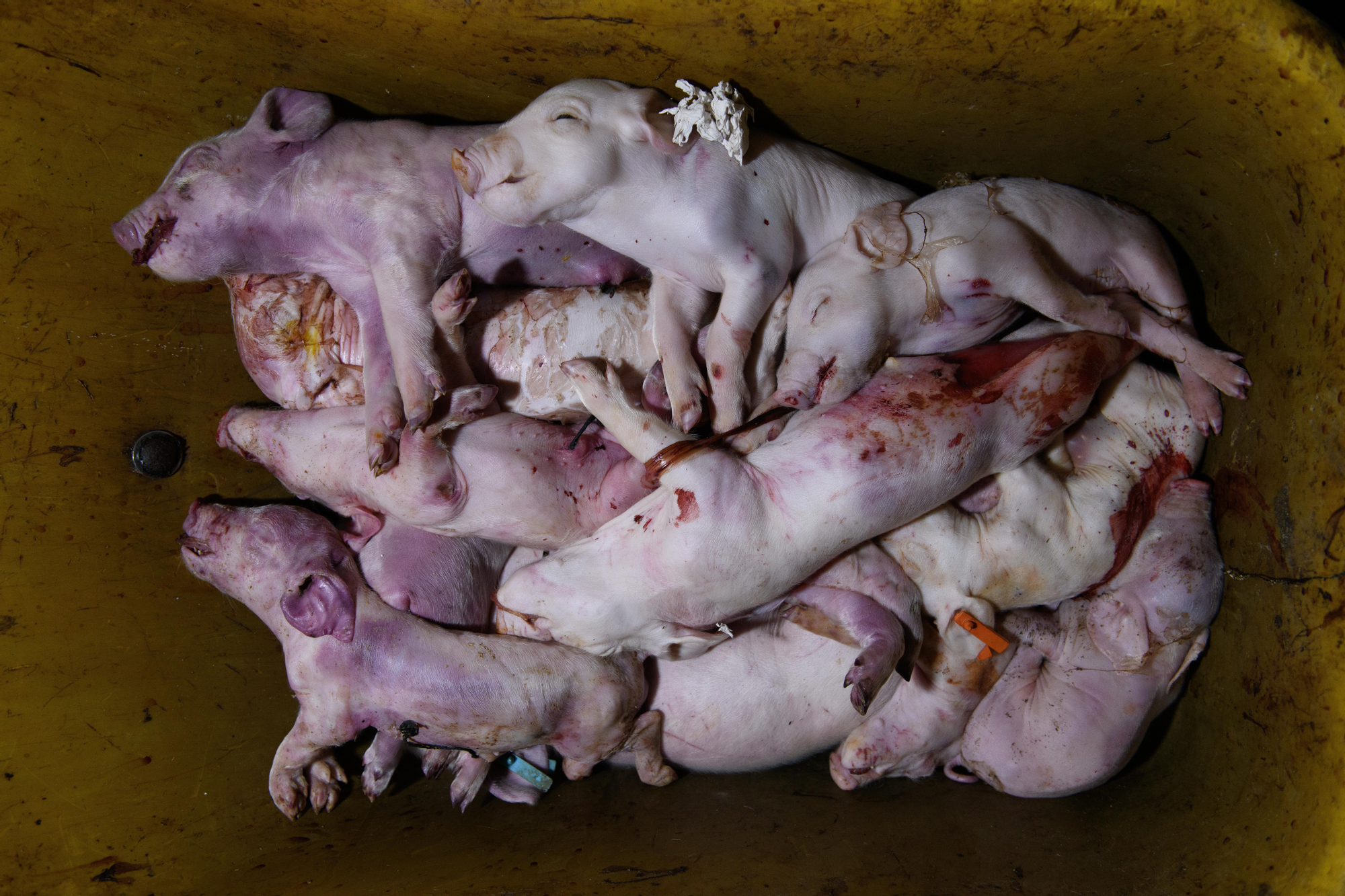 Lechones muertos. Granja porcina Aragón 2025