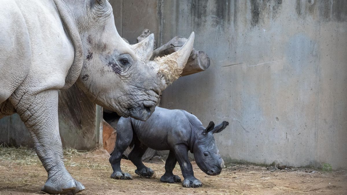 La emoción del equipo de Bioparc València por el primer nacimiento de un rinoceronte: "¡Venga un empujón y está fuera ya!"