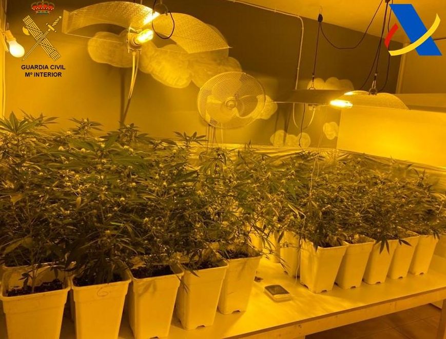 Plantas de marihuana incautadas por el operativo policial
