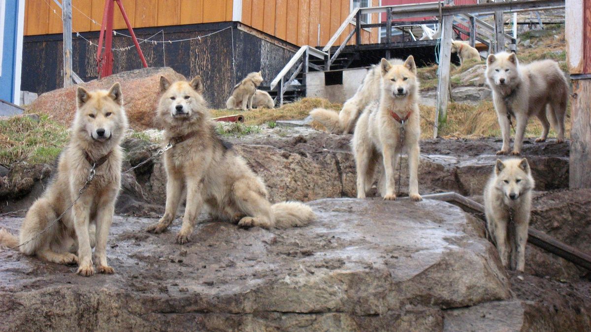 El estudio comparó 92 ejemplares antiguos y modernos con más de 1.900 genomas