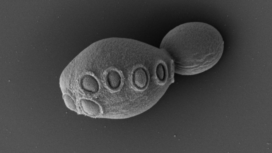 Un nuevo paso hacia la vida artificial: crean una levadura con más de la mitad de su genoma sintético