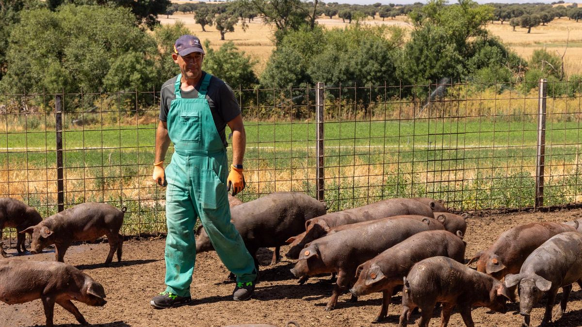 Un ganadero de cerdo ibérico en Salamanca