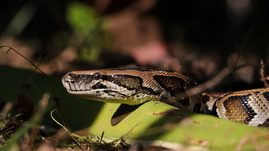 La ciencia resuelve el misterio de cómo las pitones birmanas digieren huesos sin reventar por dentro