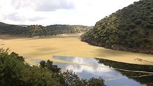 El helecho de agua cubre el Tajo a su paso por Monfragüe