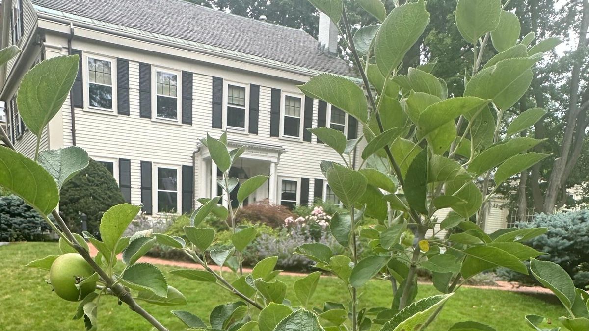 El manzano negro de Arkansas en honor al periodista Brent Renaud en la Fundación Nieman de la Universidad de Harvard, en Cambridge, EEUU.
