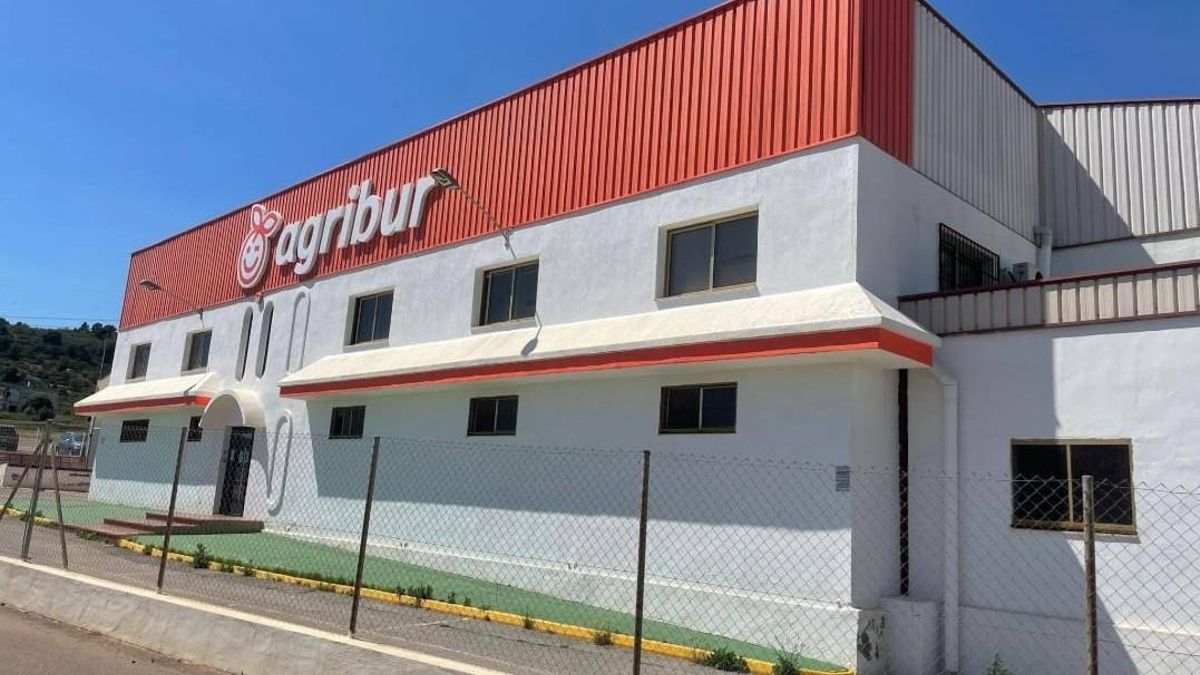 La empresa citrícola Agribur, con 155 trabajadores, deja de pagar sus cosechas después de entrar en concurso de acreedores