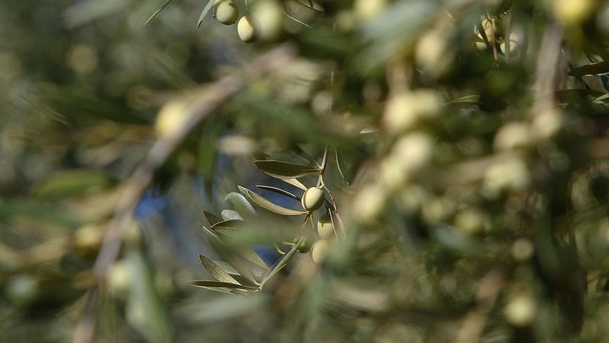 Aceitunas en un olivo