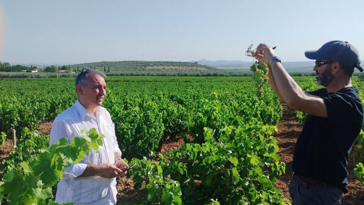 IU insta al Gobierno a crear una línea de ayudas urgentes para viñedos afectados por mildiu