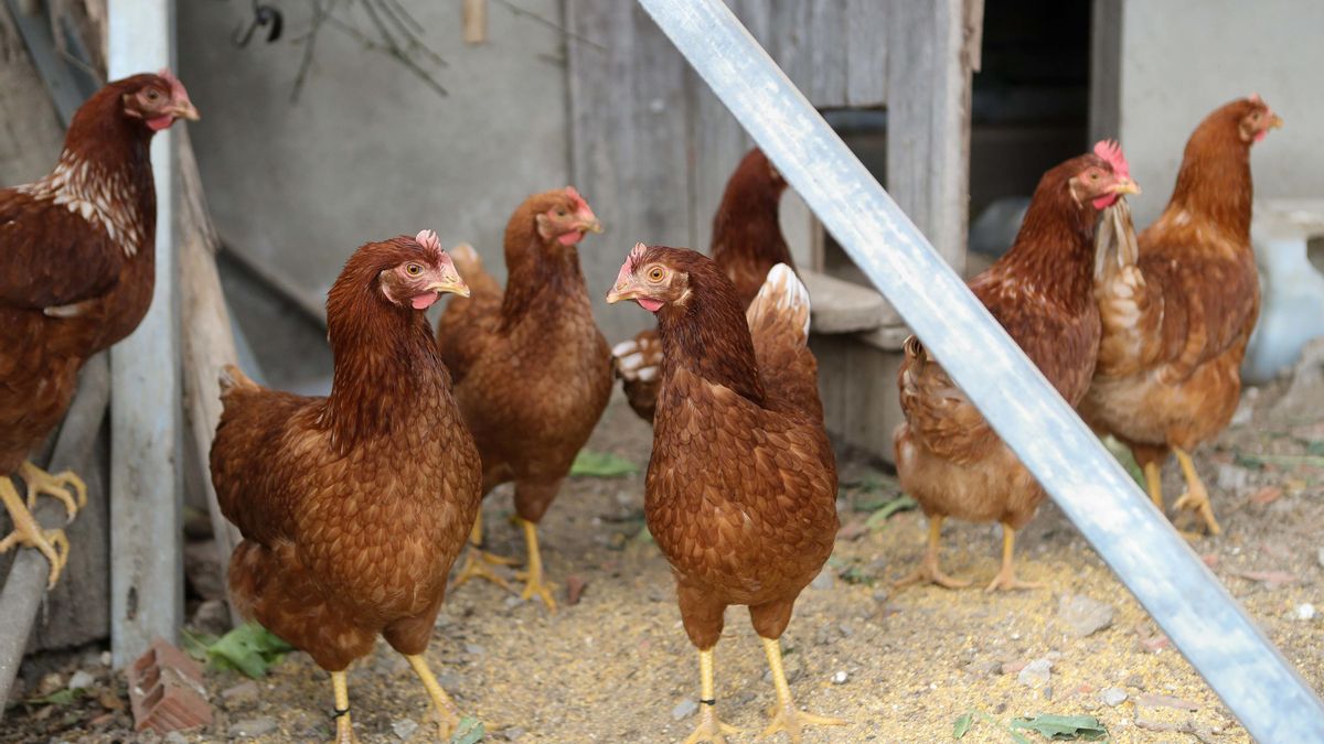 Se levanta el confinamiento de aves de corral aunque en La Rioja se mantiene en seis municipios