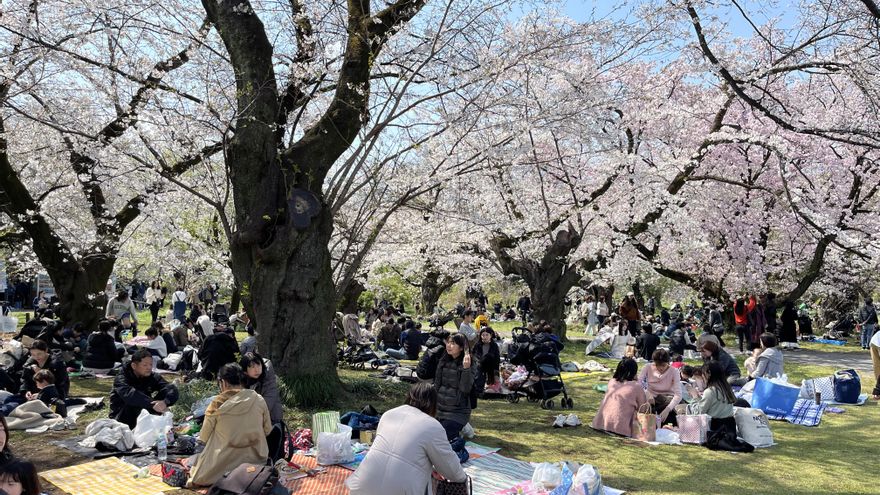 Crean en Japón una IA que determina la edad de los árboles de 'sakura' para preservarlos