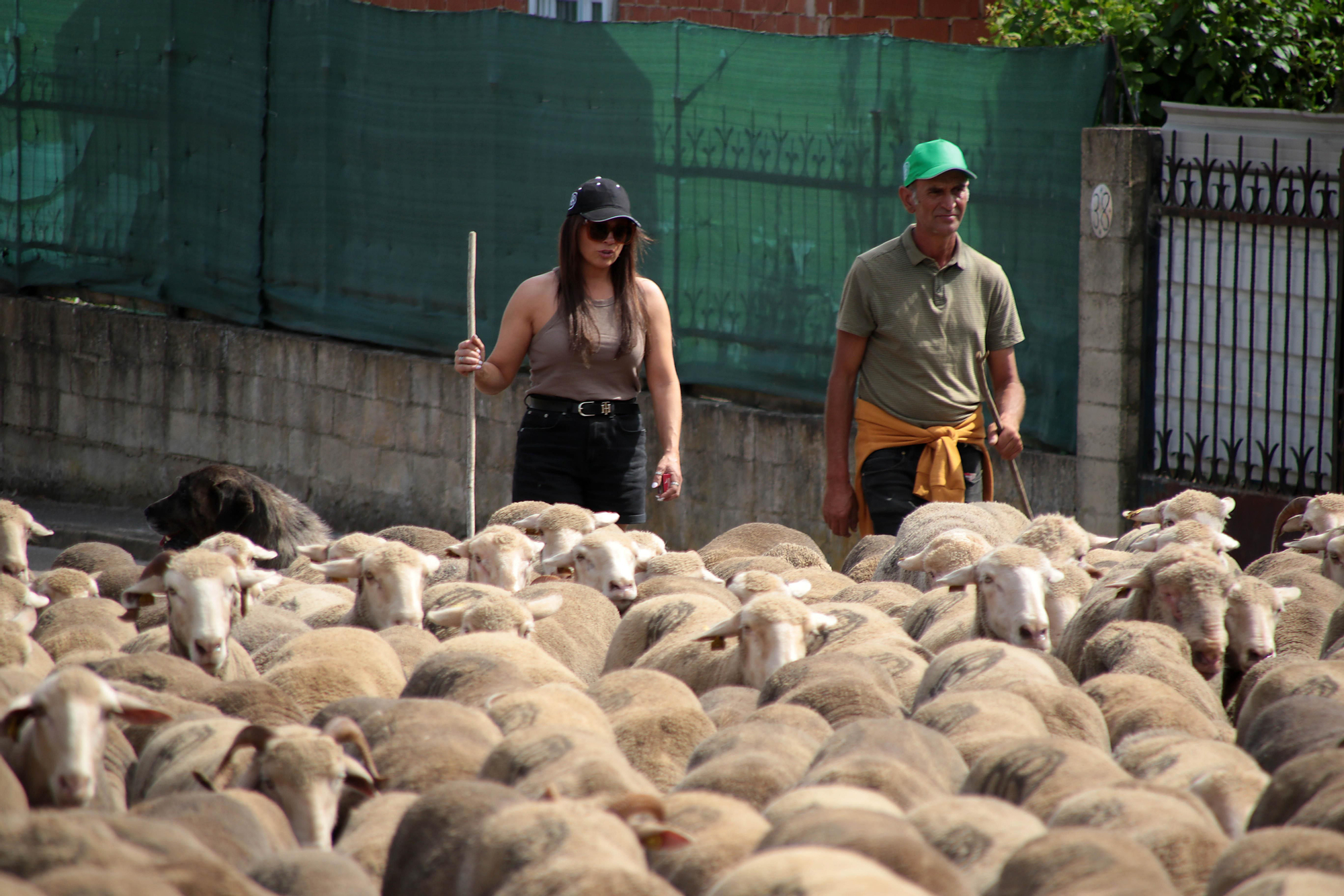 Ovejas merinas atraviesan la ciudad León para pasar el verano en el Puerto de Fontanales