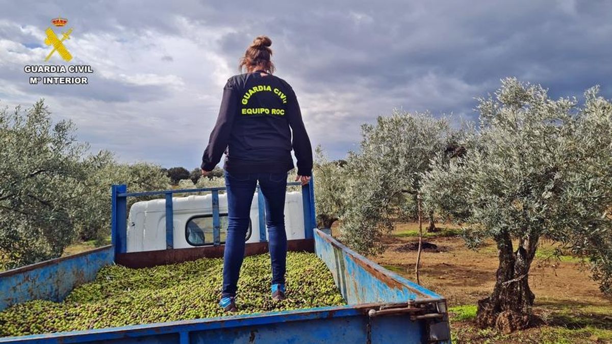 Agentes del equipo Roca de la Guardia Civil han destapado los 21 hurtos de aceituna cometidos