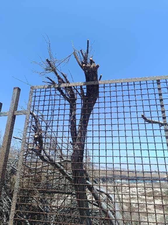 Tala de la arboleda en los trabajos del arreglo del vallado del Yacimiento de Tufia (Gran Canaria).