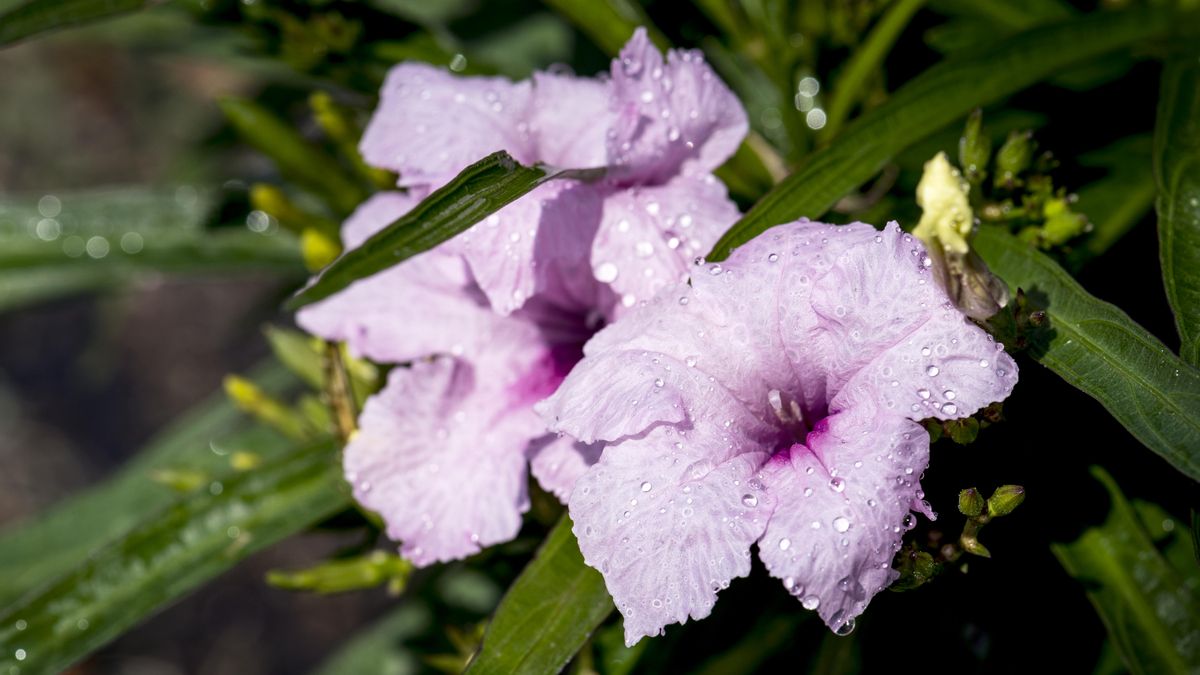 Petunias.