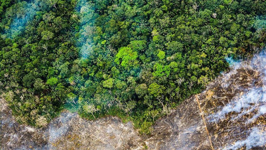 Bruselas propone que la Ley contra la deforestación no afecte a pymes y que no haya sanciones hasta junio de 2026