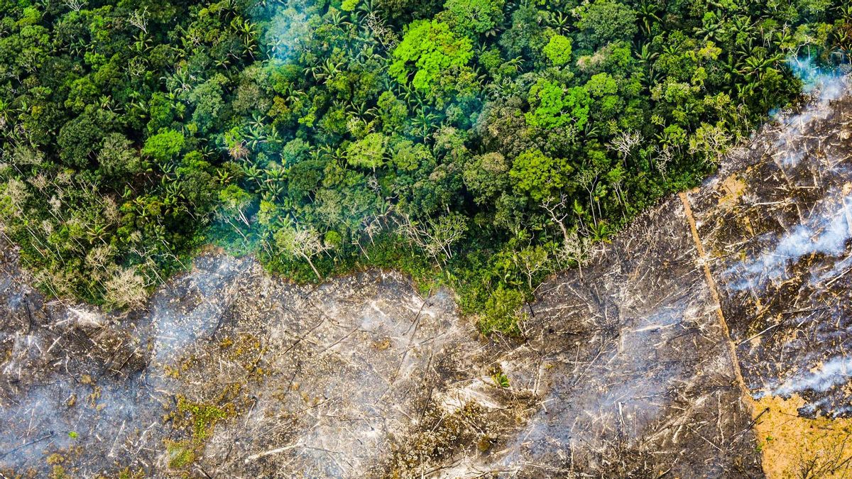 Imagen de la Fundación para la Conservación y el Desarrollo Sostenible (FCDS) sobre la deforestación en Colombia.