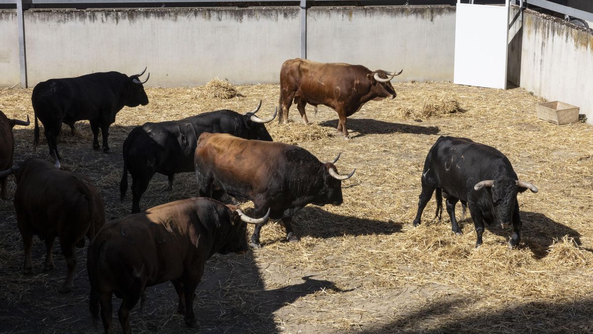 Pamplona se ve forzada a vacunar a los toros por la dermatosis nodular para San Fermín