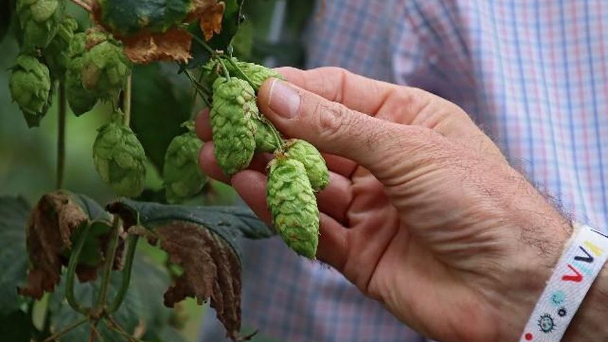Peio García / ICAL. El consejero de Agricultura, Ganadería y Desarrollo Rural, Jesús Julio Carnero, visita una explotación de lúpulo