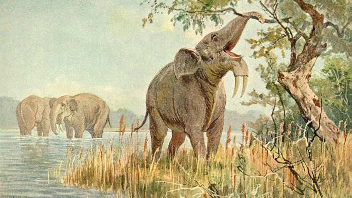 ¿Por qué desaparecieron los grandes herbívoros de África? La respuesta puede estar en su lenta evolución