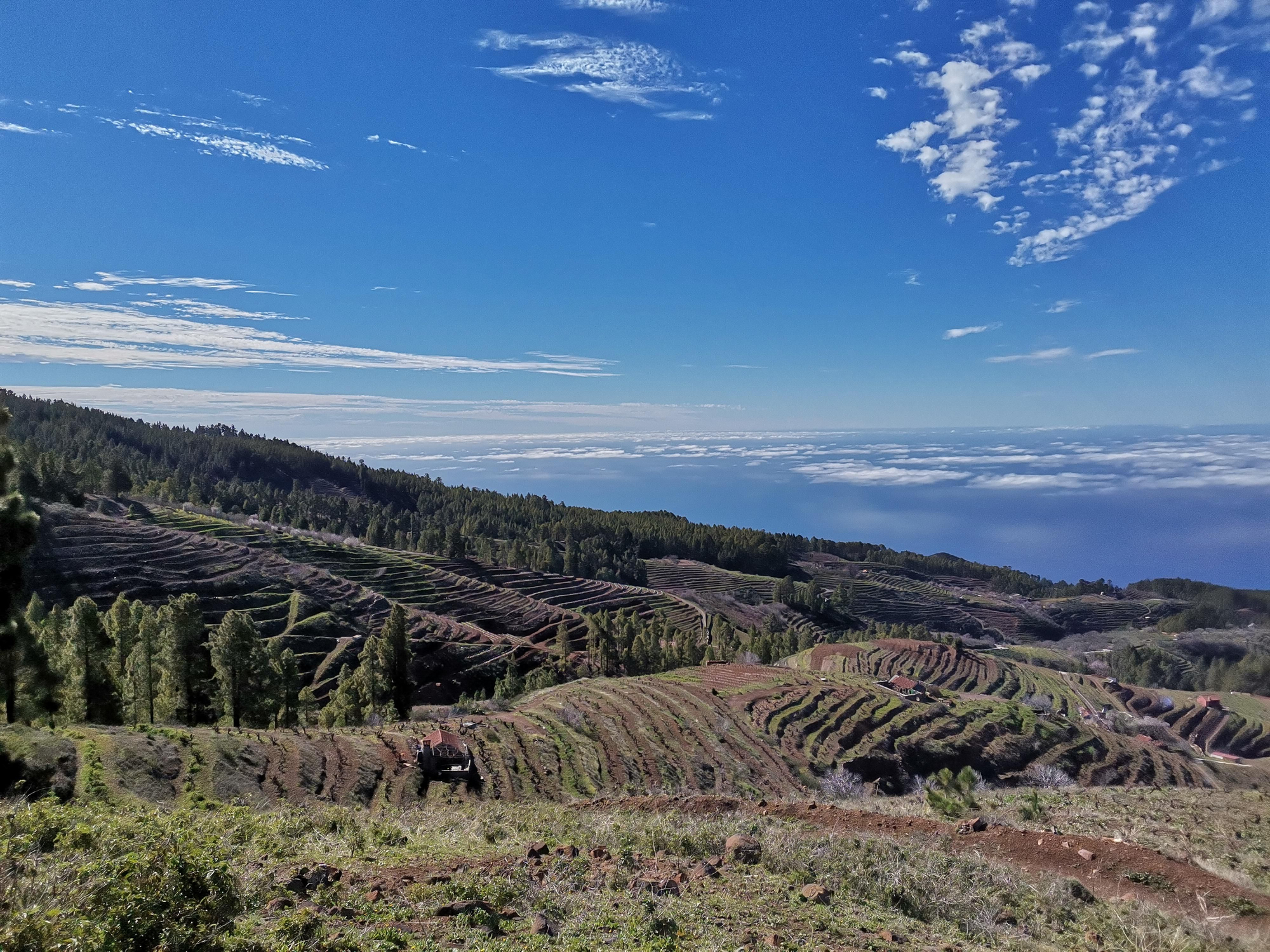 Zona de viñedos.