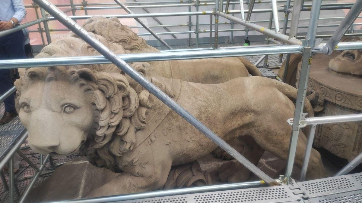 La felina mirada del león, que puede contemplarse desde los andamios de la obra en Cibeles.