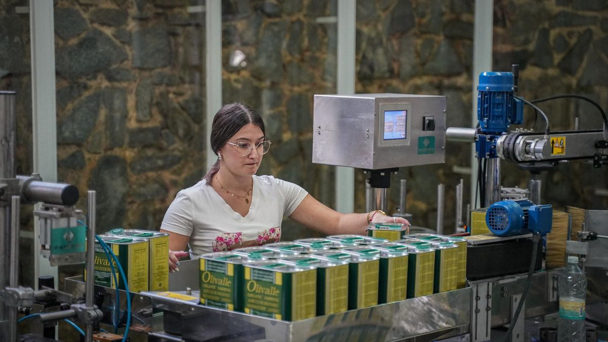 El aceite ecológico: el diamante en bruto de Los Pedroches que quiere subsistir