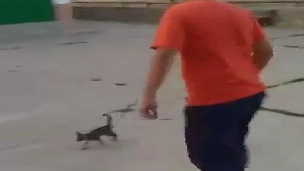 Captura del vídeo en el que un menor mata de una patada a un gatito en Fuentes (Cuenca)