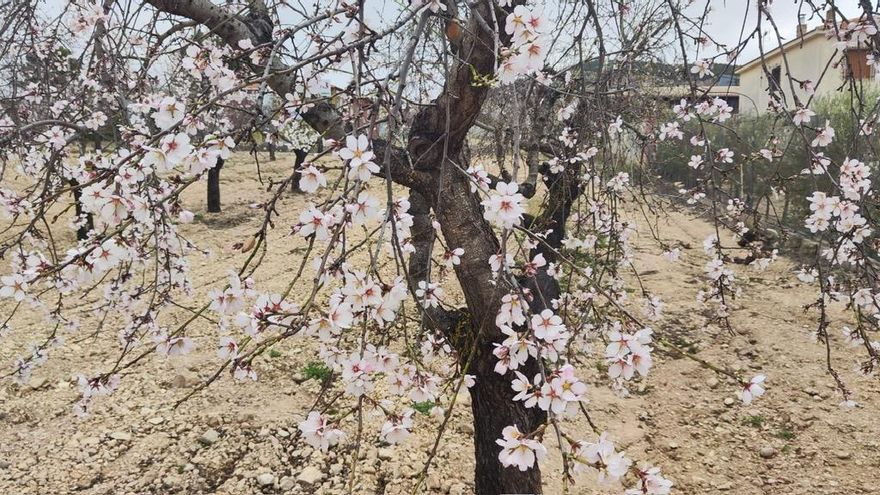 La floración de los almendros y otros frutales se adelanta más de veinte días en Castilla-La Mancha debido a las altas temperaturas