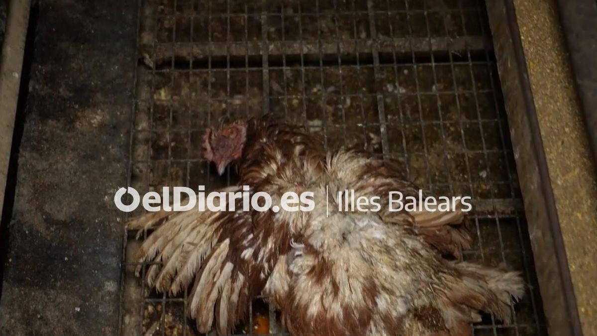 El cadàver d'una gallina a la macrogranja.