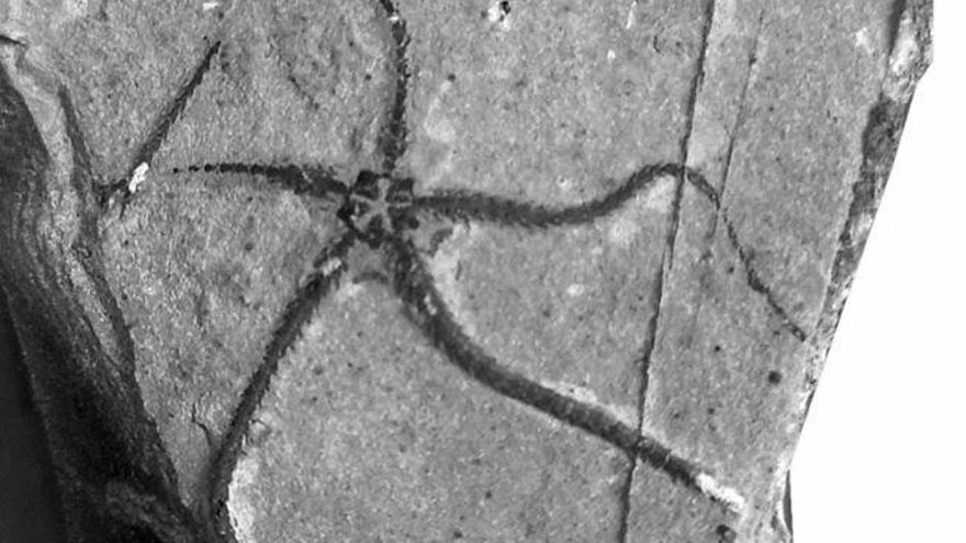 Un equipo de investigadores descubre en Asturias una especie de invertebrados marinos del Jurásico Inferior